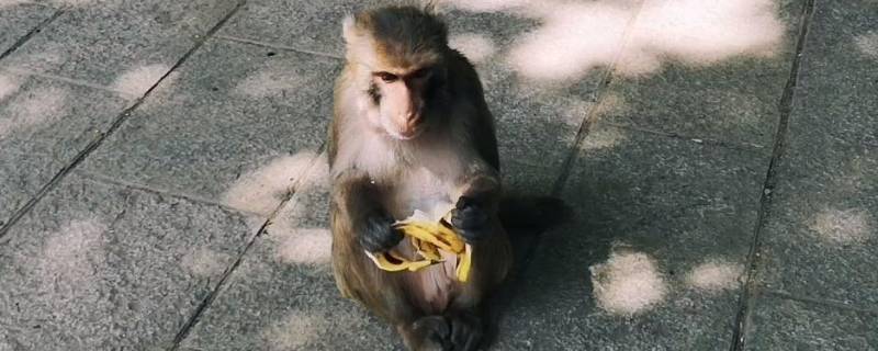 猴子吃香蕉为什么要张嘴（为什么说猴子爱吃香蕉）