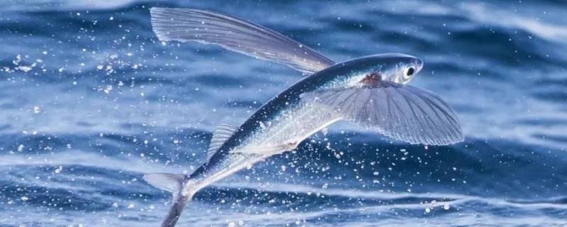 海洋中有会飞的鱼吗 海洋存不存在会飞的鱼
