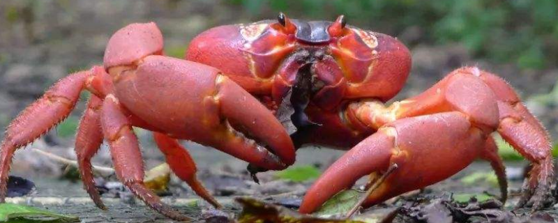 澳洲红蟹可以吃吗 澳洲红蟹能吃吗