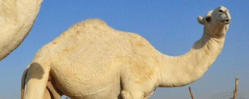 白骆驼在沙漠代表什么（沙漠中的白骆驼）