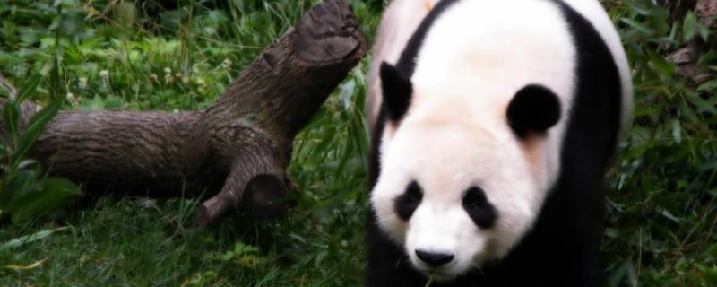 大熊猫是二级保护动物吗 大熊猫为什么是二级保护动物