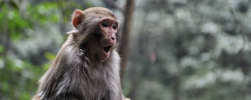 猴子的寿命一般多少年 猴子的寿命一般是几年