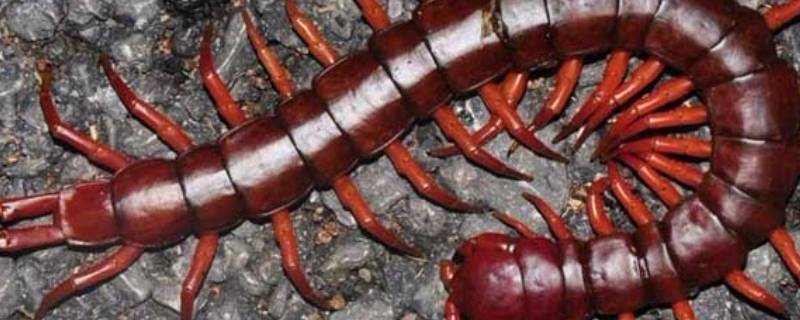 房间有蜈蚣怎么办能除根（家里有蜈蚣怎么根除）