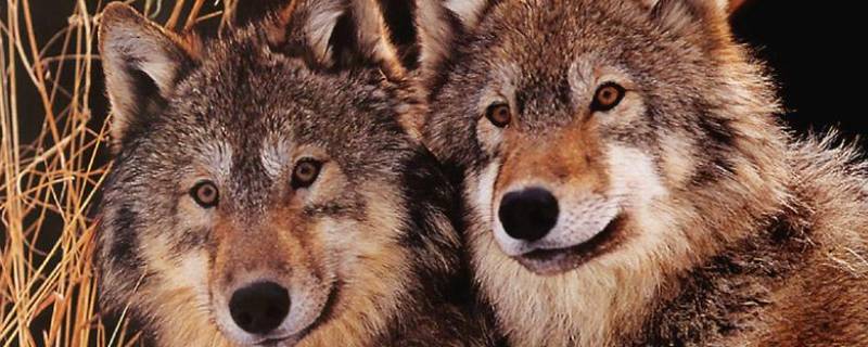 狼的习性 狼的生活特性