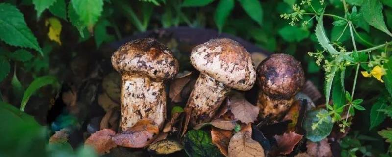 松茸和蘑菇有什么区别（松茸和蘑菇一样吗）