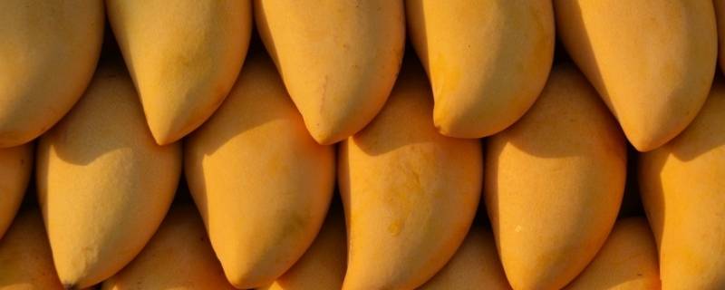 芒果长在树上还是地上 芒果是在地上长的还是在树上长的