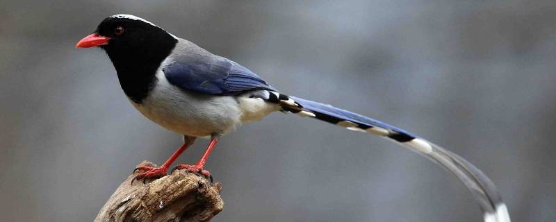 释槐鸟又叫什么（释槐鸟是什么）