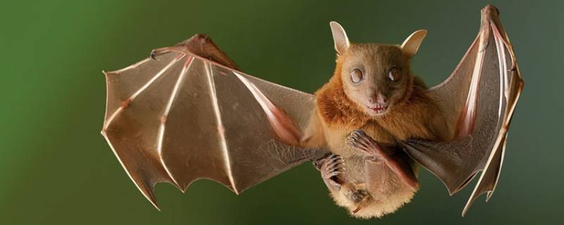蝙蝠用什么呼吸 蝙蝠用什么呼吸?