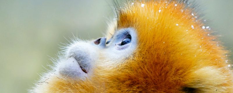 金丝猴的种类 金丝猴的种类有川金丝猴,黔金丝猴,滇金丝猴的英文
