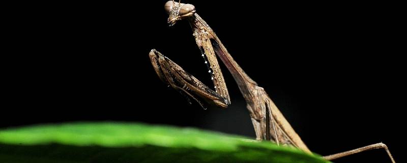 棕静螳螂有毒吗（棕色螳螂有没有毒）