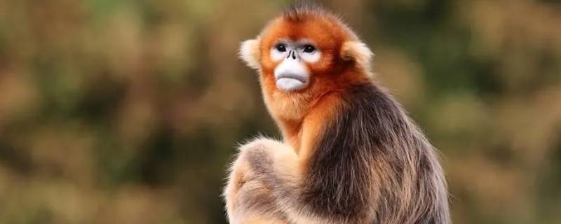 金丝猴是国家几级保护动物 金丝猴是国家几级保护动物,它生长在贵州的哪个地方