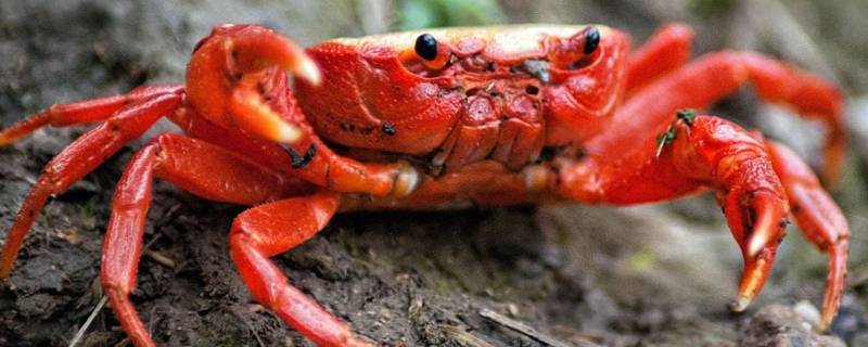 怎样保存螃蟹才能活着 螃蟹怎么让它活着保存