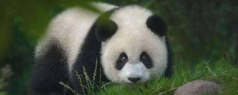 熊猫是杂食性动物么 熊猫是不是杂食性动物?