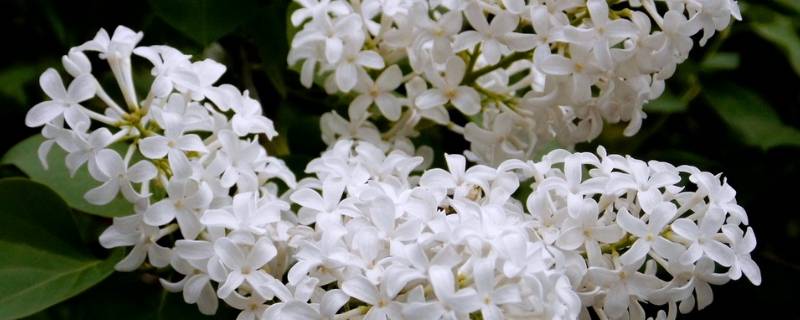 白丁香的寓意是什么 白色丁香花的寓意是什么