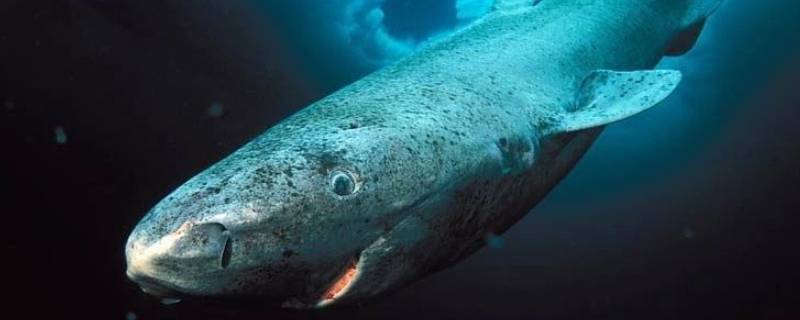 格陵兰睡鲨能活多久（格陵兰睡鲨能活多长时间）