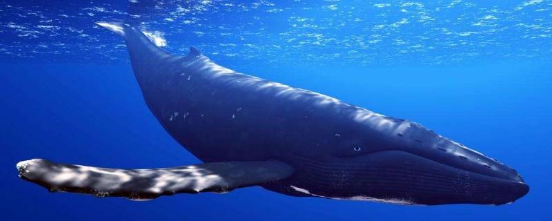 成年蓝鲸有多少吨 蓝鲸是多少吨