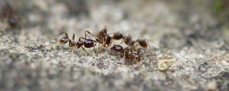家里有蚂蚁怎么能彻底消灭（家里有蚂蚁怎么能彻底消灭用什么药）