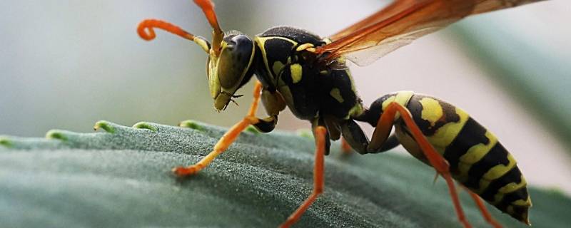 蚂蜂和马蜂是不是一样 蚂蜂跟蜜蜂一样吗