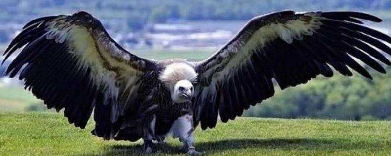 阿根廷巨鹰有多大 阿根廷巨鹰有多重