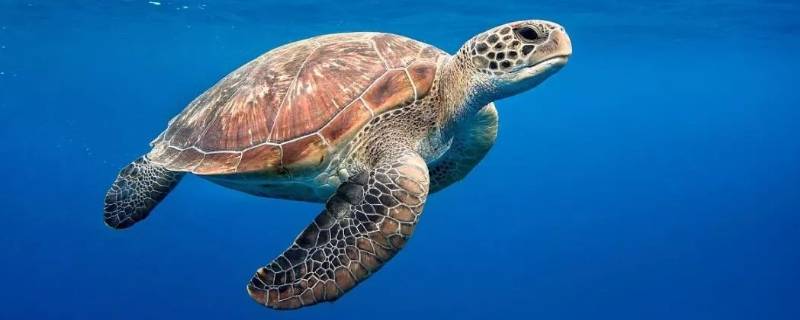 海龟能活多少年 海龟能活多少年能长多大?