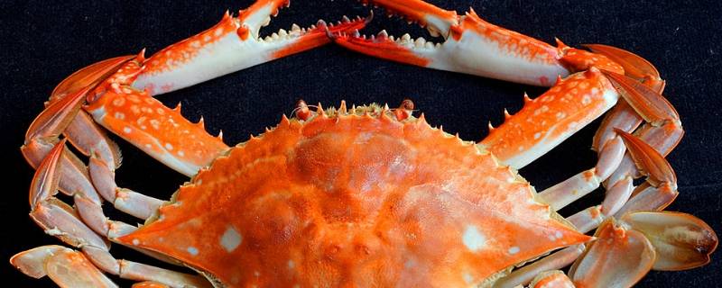 梭子蟹可以清蒸吗（冷冻梭子蟹可以清蒸吗）