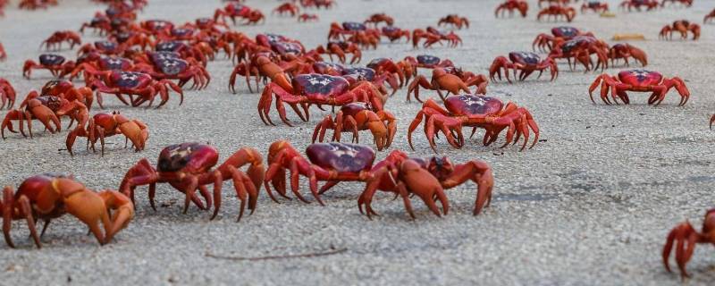 澳大利亚的红蟹可以吃吗 澳大利亚红蟹为什么不能吃