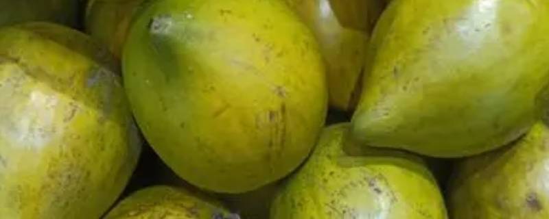 蛋黄果软了为什么带苦（蛋黄果有点苦怎么回事?）