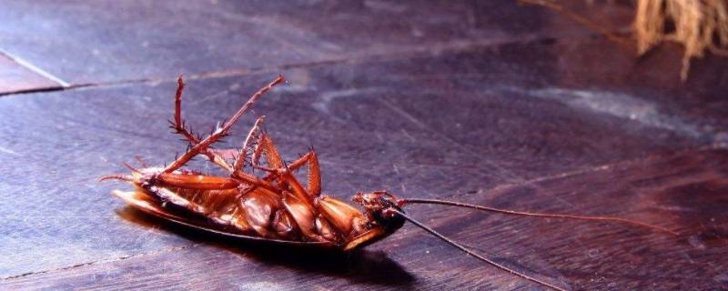 蟑螂会叫的像蟋蟀一样吗 蟑螂长得像蟋蟀