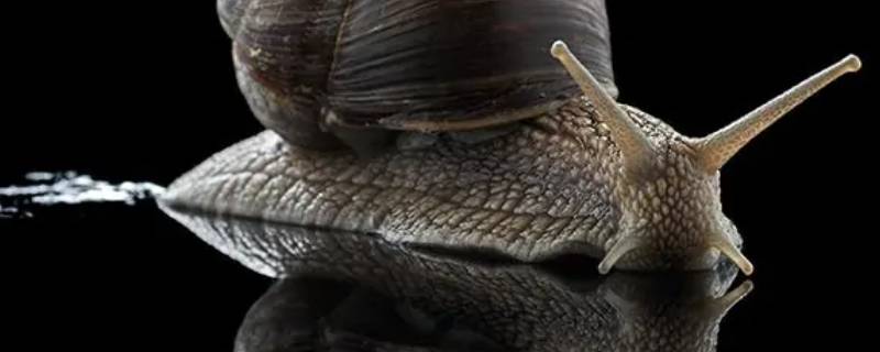 蜗牛坚硬的外壳有什么作用 蜗牛壳坚硬吗