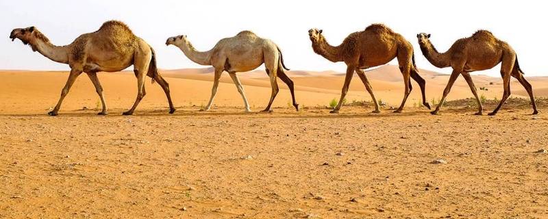 为什么沙漠里的死骆驼不能碰（在沙漠里看到骆驼死了不能靠近原因）