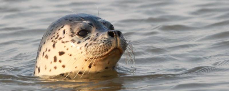 seal是什么动物 seal是什么动物英文