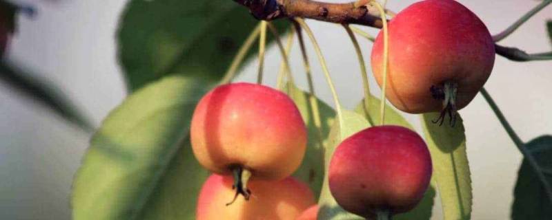 像苹果一样的红色水果叫什么（像苹果一样的红色水果叫什么,吃起来粉粉的）