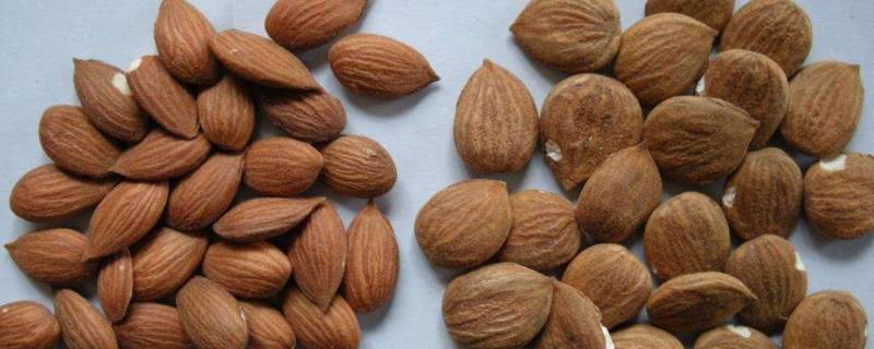 扁桃仁是杏仁吗（扁桃仁是杏仁吗?）