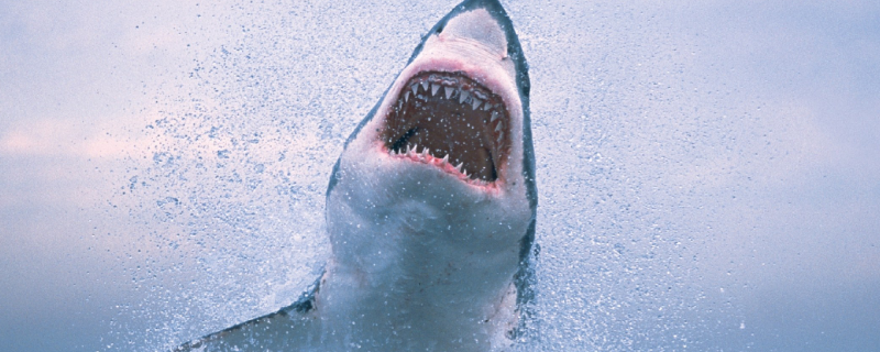 鲨鱼的牙齿可以无限生长吗 为什么鲨鱼可以一直长牙齿