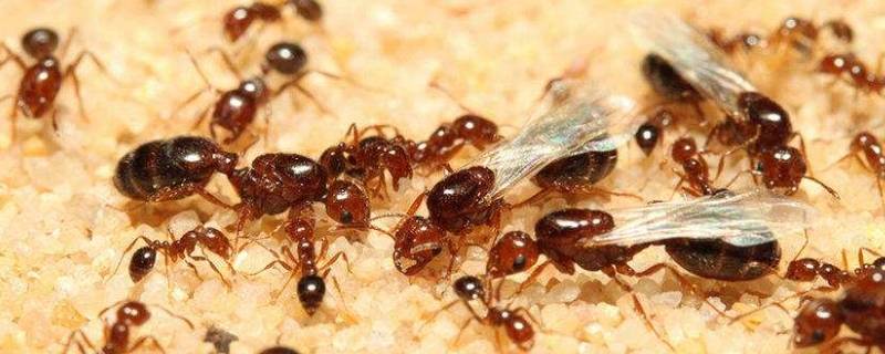 拜灭易多久能把蚂蚁消灭干净 拜灭易灭蚁使用方法
