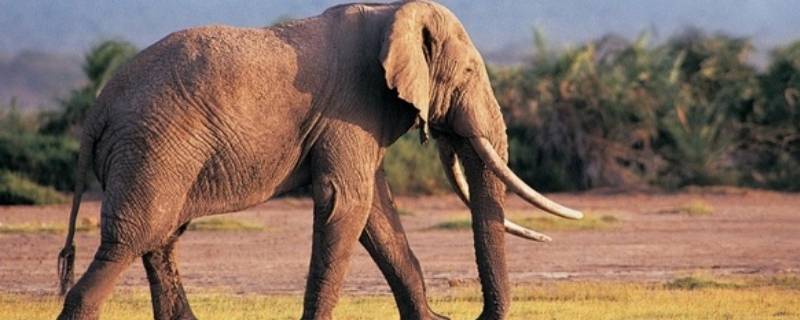 大象有多重（大象有多重的英文）