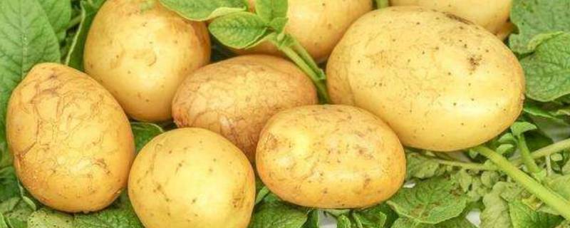 土豆品种有哪些 土豆品种有哪些品种
