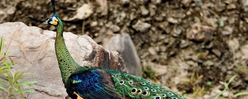 绿孔雀是几级保护动物（绿孔雀属于国家几级重点保护野生动物）