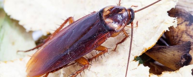 怎么赶走蟑螂（怎么赶走蟑螂屋）
