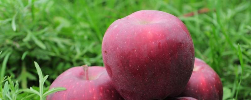 花红果和苹果的区别 红花的苹果像什么
