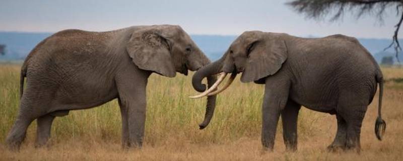 亚洲象属于什么重点保护野生动物（亚洲象属于国家几级保护野生动物）