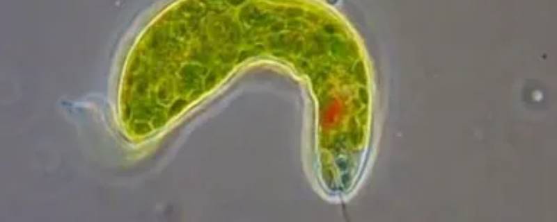 眼虫是真核生物还是原核生物 绿眼虫是真核生物还是原核生物