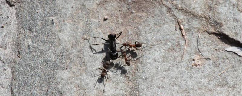 弓背蚁又被称为 弓背蚁百科