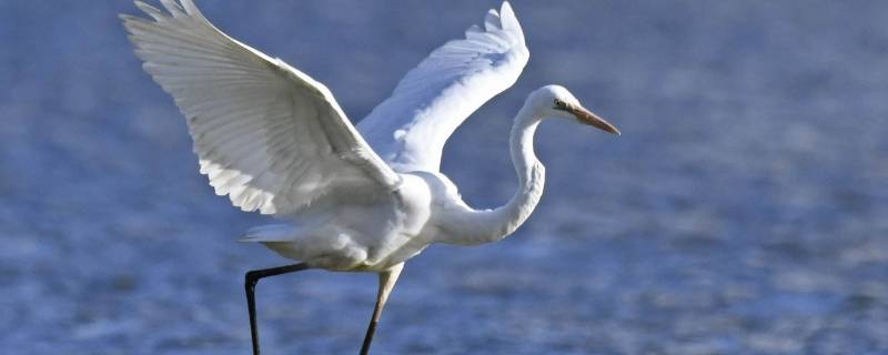 白鹭分为几种类（白鹭分为哪几种）