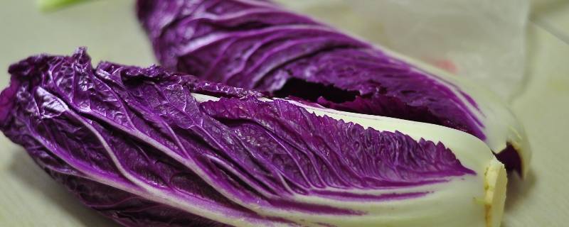 紫色白菜是什么菜 紫色的小白菜是什么菜