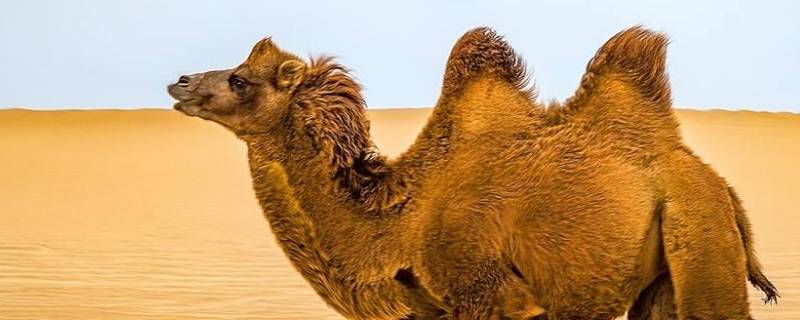 骆驼为什么可以吃带刺的仙人掌 骆驼吃仙人掌怕刺吗