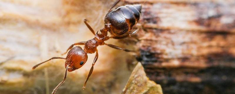 家里一直有蚂蚁怎么彻底解决 家里出现蚂蚁如何解决
