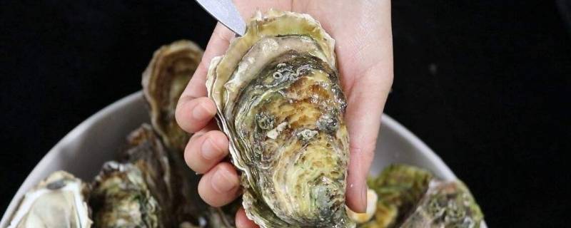 如何开生蚝壳（没有开蚝刀如何开生蚝壳）