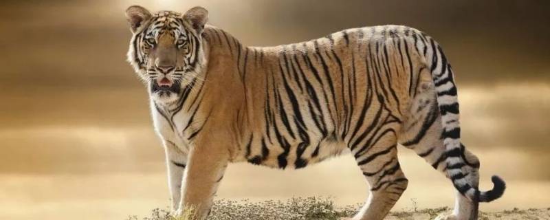 老虎的咬合力是多少公斤 老虎的咬合力多大
