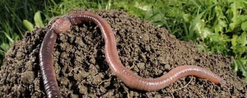 什么动物没有耳朵（什么动物没有耳朵?）